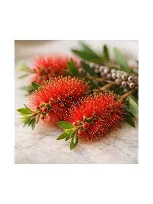 Bottlebrush