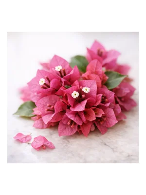 Bougainvillea
