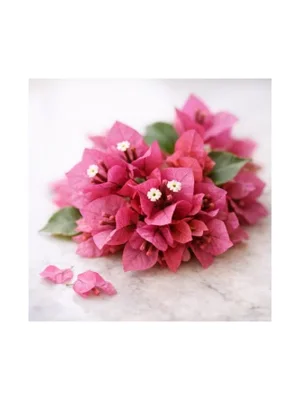 Bougainvillea