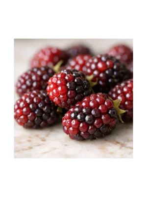 Boysenberry