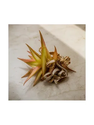 Bromelia
