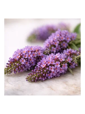 Buddleia