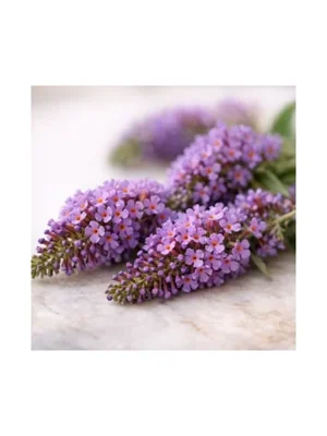 Buddleia