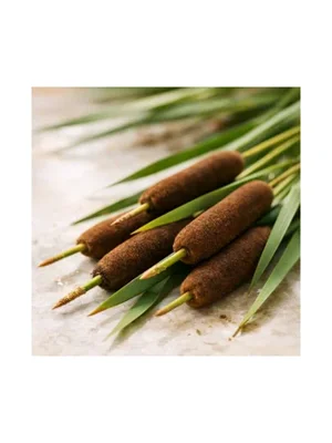 Bulrush