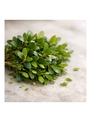 Buxus