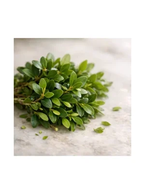 Buxus