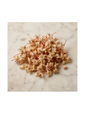 Cacao Blossom