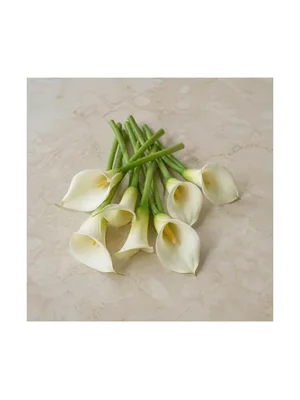 Calla Lily