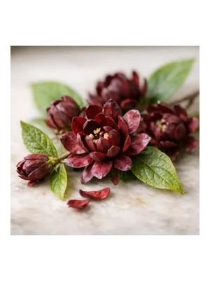 Calycanthus