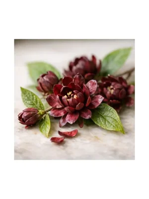 Calycanthus