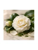 Camellia
