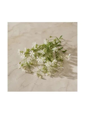 Campion Flower