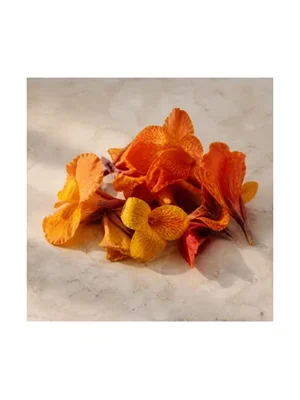 Canna Flower