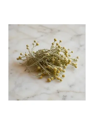Cape Chamomile