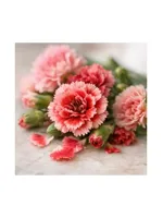 Carnation