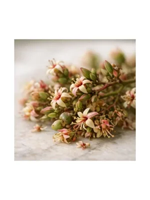 Cashew Flower