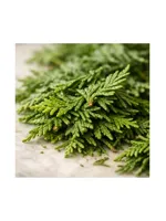 Cedar Leaf