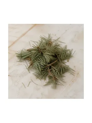 Cedar Needle