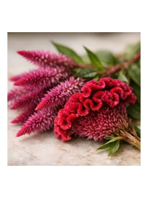 Celosia