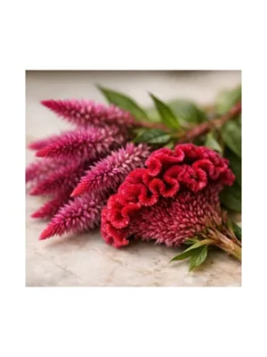 Celosia