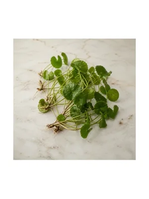 Centella Asiatica