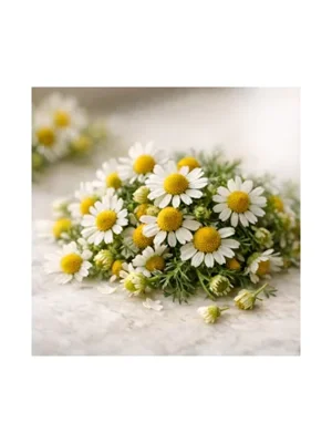 Chamomile