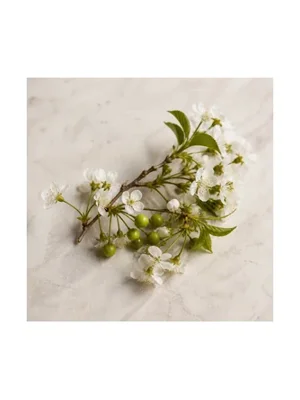 Cherry Tree