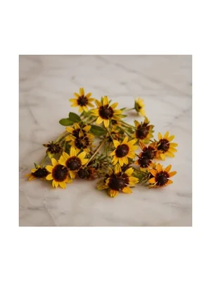Chocolate Flower