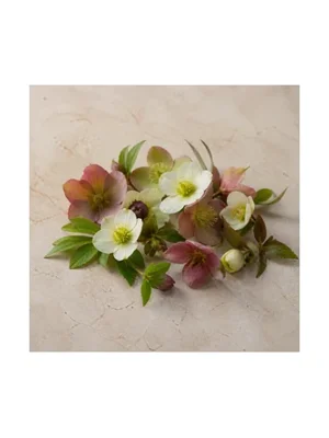 Christmas Rose