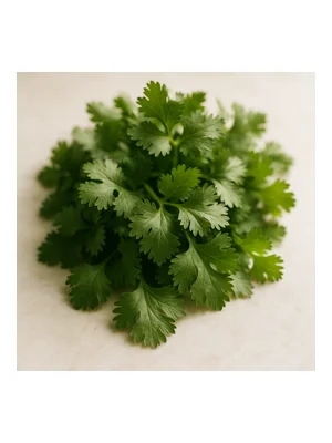 Cilantro