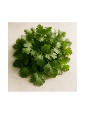 Cilantro