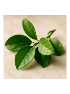 Citron Leaf