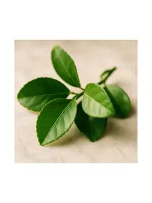 Citron Leaf