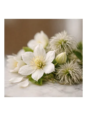 Clematis