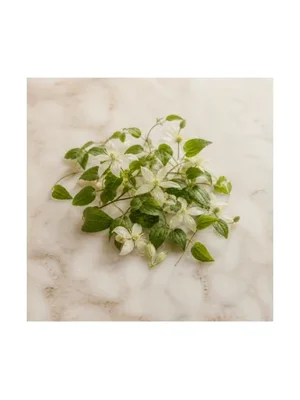 Clematis