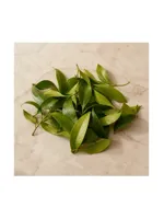 Clove Leaf