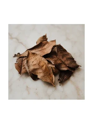 Cocoa Leaf