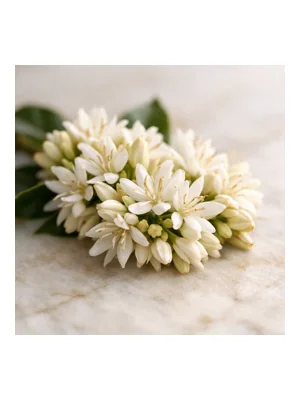 Coffee Blossom