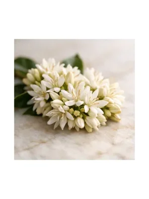 Coffee Blossom