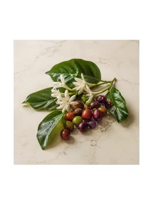 Coffee Tree