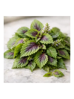Coleus