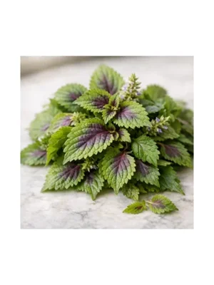 Coleus