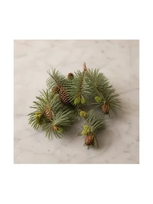 Conifer