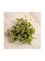 Corn Mint