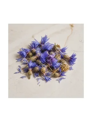 Cornflower