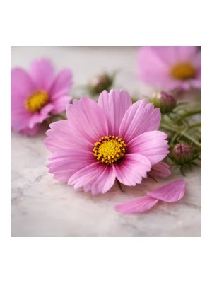 Cosmos Flower