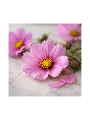 Cosmos Flower
