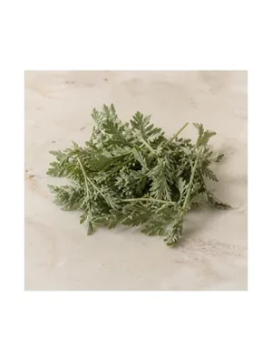 Costmary