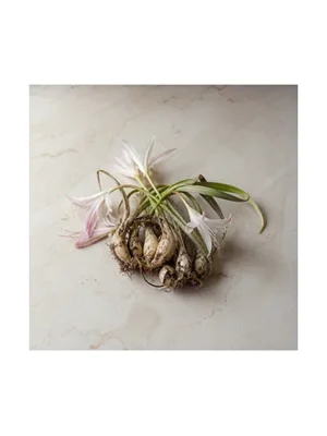 Crinum Lily