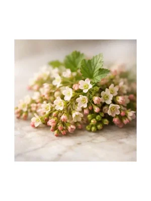 Currant Blossom